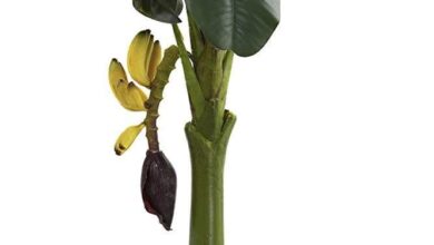 Medical Benefits Of Plantain And Banana Leafs