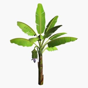 Medical Benefits Of Plantain And Banana Leafs