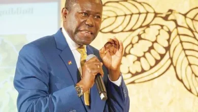 Ghana loses over 500,000 Hectares of Cocoa farms to Swollen Shoot disease