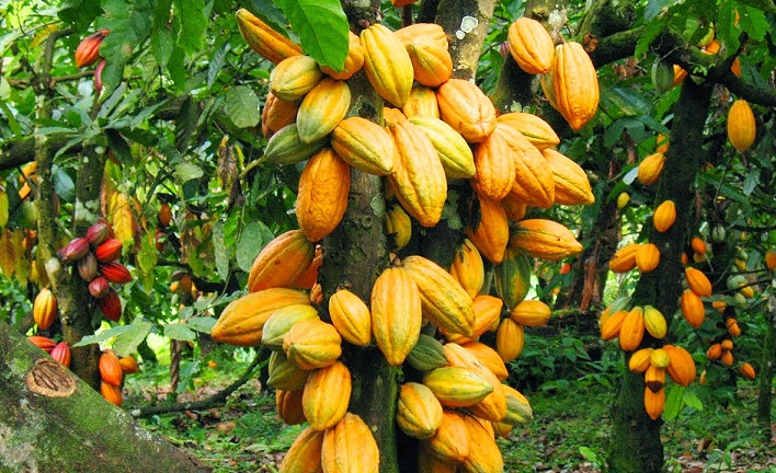 Over 400 acres of cocoa farms at risk in Ashanti Region